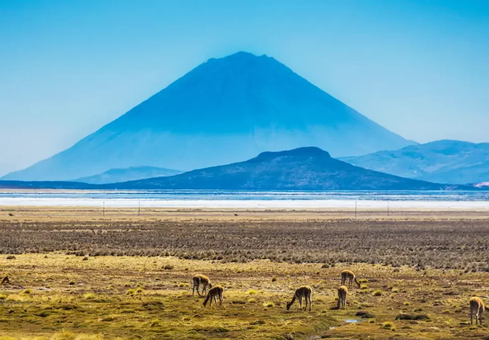Reserva Nacional de Salinas y Aguada Blanca: Santuario Natural Andino